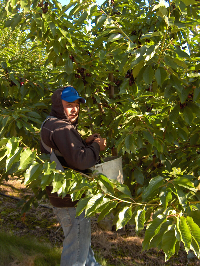 Cherries are still harvested the old fashioned way - by hand.