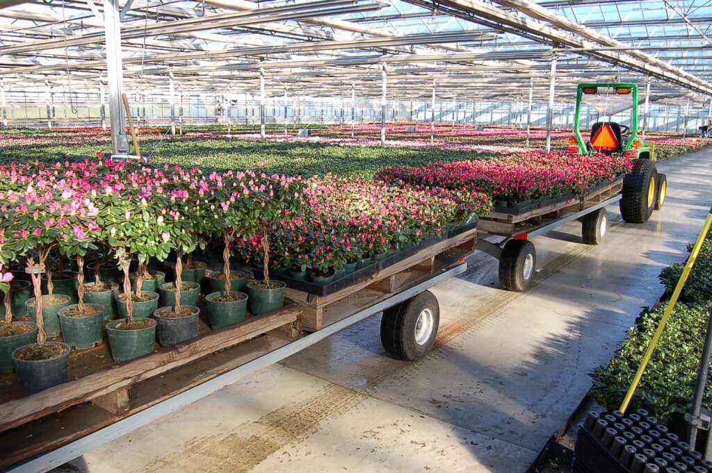 #107 – florist azalea are pulled from the forcing houses and taken to the packing area