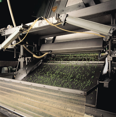 Processing Green Peas with help from a laser sorter