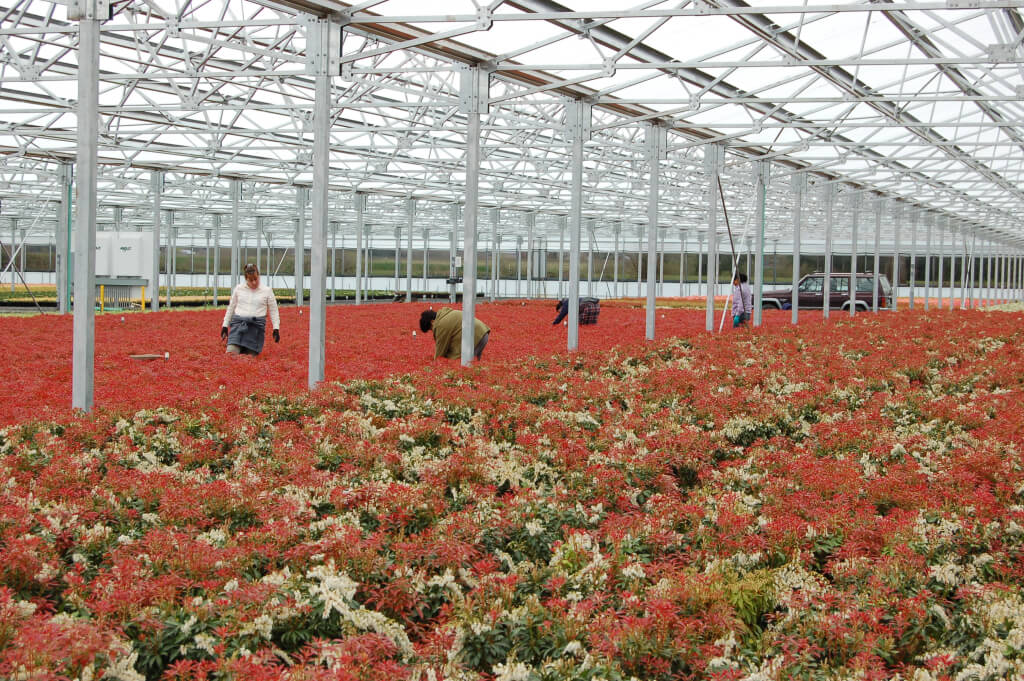 Rough(19) – workers are taking cuttings from salable crop Mt Fire Pieris for future production