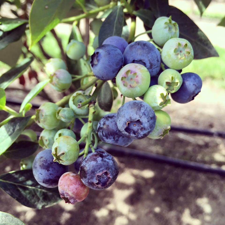 blueberries Columbia Farms