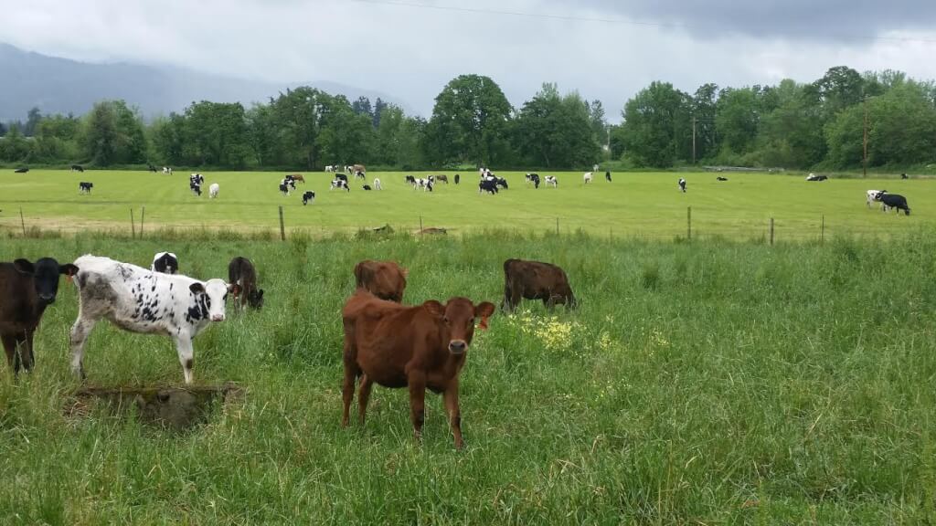 heifers-in-pasture